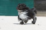 PETIT CHIEN LION 200